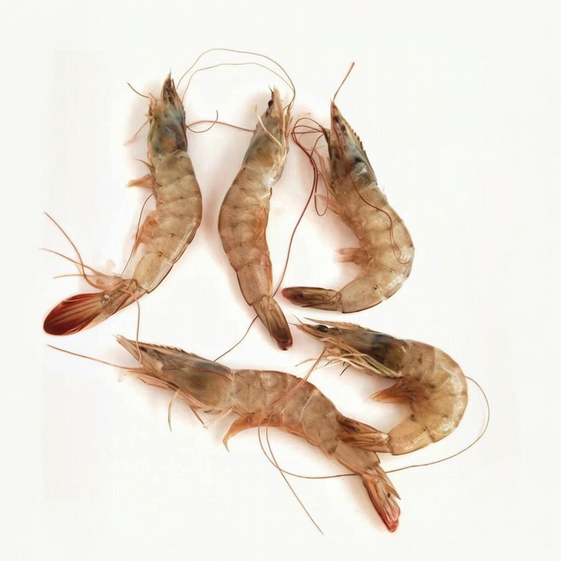 麻虾